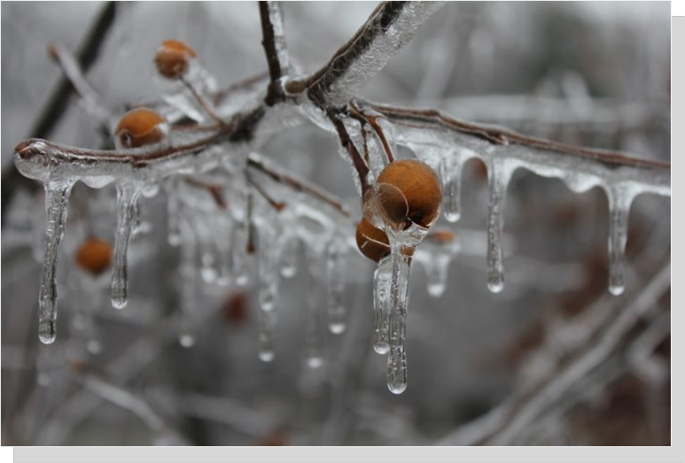 Ice Storm, Annandale, VA-Photograph by Paul Gesalman